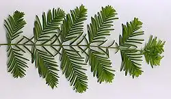 Feuillage à feuilles opposées (caduc)