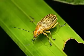 Description de l'image Metaxyonycha granulata 334627496.jpg.