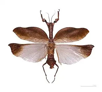 Description de cette image, également commentée ci-après