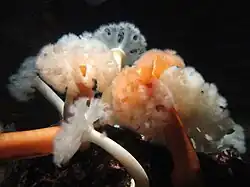 Metridium farcimen, une Metridiidae.