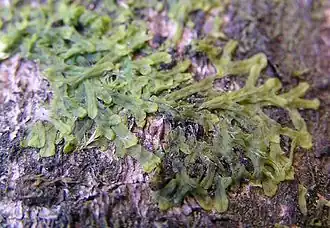 Description de l'image Metzgeria furcata 2005.04.02 15.29.56-p4020023.jpg.