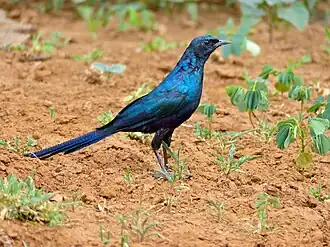 Description de cette image, également commentée ci-après