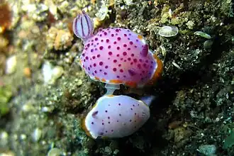 Description de l'image Mexichromis mariei.jpg.