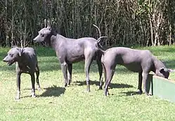 Xoloitzcuintle.
