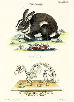 Dessin ancien montrant un lapin et en dessous son squelette