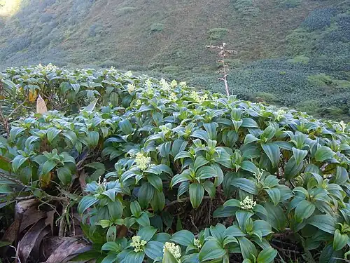 Miconia coriacea à la Soufrière (Guadeloupe).
