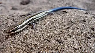 Description de l'image Micrablepharus atticolus.jpg.