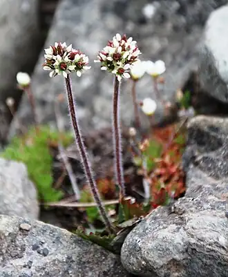 Saxifraga nivalis à l'île de Spitzberg