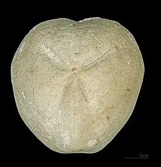 Micraster decipiens MHNT