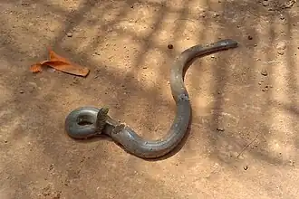 Description de l'image Micrelaps bicoloratus.jpg.