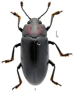 Micrencaustes renshiae