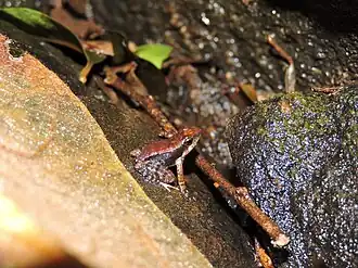 Description de l'image Micrixalus Elegans.jpg.