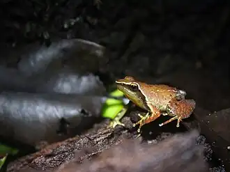 Description de l'image Micrixalus silvaticus-Vijay Karthick.jpg.