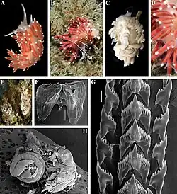 Coryphella gracilis.