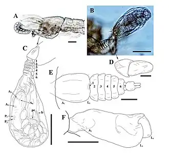 Description de l'image Microdajus (10.1590-2358-2936e2021005) Figure 1.jpg.