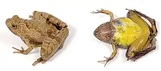 Description de l'image Microhyla berdmorei (10.3897-evolsyst.2.27020) Figure 3 (cropped).jpg.