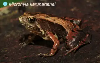 Description de l'image Microhyla karunaratnei.png.