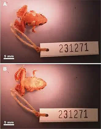Description de l'image Microhyla maculifera (10.3897-zse.97.57968) Figure 12.jpg.