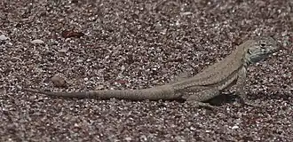 Description de l'image Microlophus quadrivittatus 100234661.jpg.