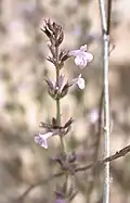 Micromeria sinaica (Néguev, Israël)