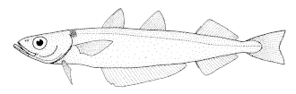 Description de l'image Micromesistius australis (southern blue whiting).gif.