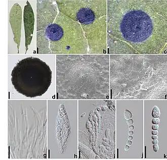 Description de l'image Micropeltis-asiatica.jpg.
