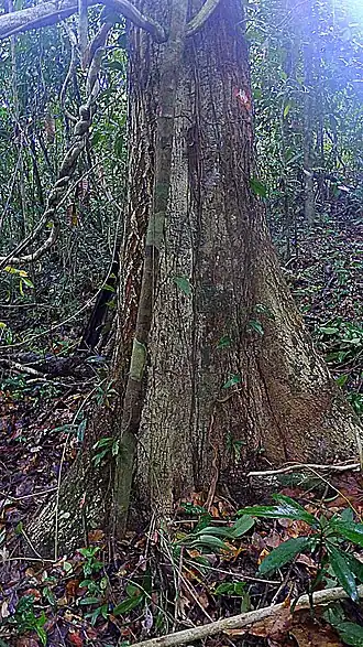 Description de l'image Micropholis crassipedicellata.jpg.