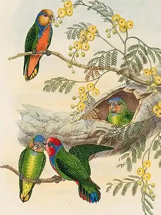 Description de l'image Micropsitta bruijnii 2.jpg.