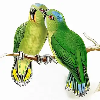 Description de l'image Micropsitta finschii.jpg.