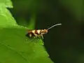 Micropterix tuscaniensis.