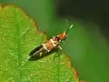 Micropterix aruncella.