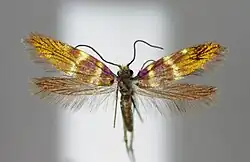 Micropterix jeanneli.