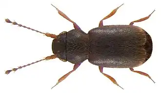 Description de l'image Microptilium pulchellum (Allibert, 1844) (3761757069).jpg.