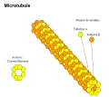 Constituants d'un microtubule.