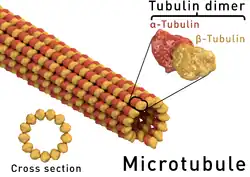Structure d'un microtubule. La coupe transversale d'un microtubule montre qu'il est constitué de 13 protofilaments.