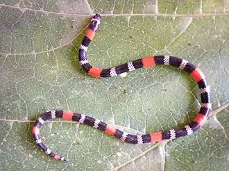 Description de l'image Micrurus dissoleucus COPE, 1860.jpg.