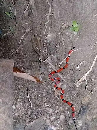 Description de l'image Micrurus dumerilii.jpg.