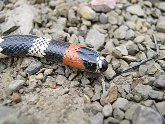 Description de l'image Micrurus serranus 3.jpg.