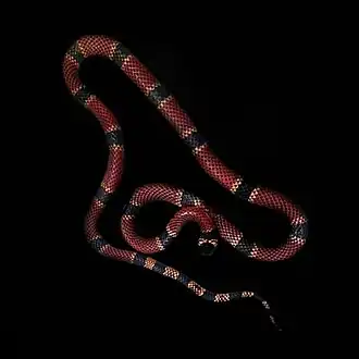 Description de l'image Micrurusclarki.jpg.