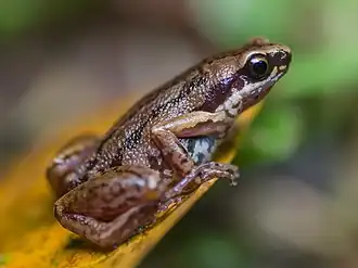 Description de l'image Micryletta inornata (cropped).jpg.