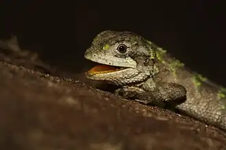 Description de l'image Mictopholis austaniana juvenile Talle.jpg.