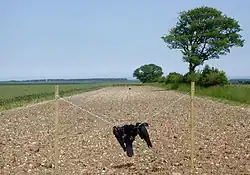 Cadavre de Corneille noire suspendu sur un fil entre deux poteaux dans un champ.