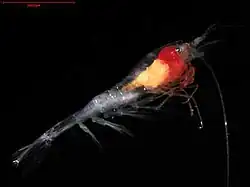 Hymenodora glacialis