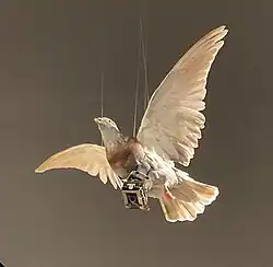 Pigeon avec appareil photo