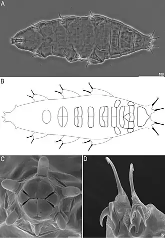 Description de l'image Milnesium almatyense (10.3897-zse.96.52049) Figure 2.jpg.