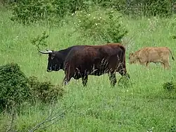 Vache et son veau à Milovice (district de Nymburk) en République tchèque.