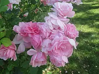 Image illustrative de l’article Milrose