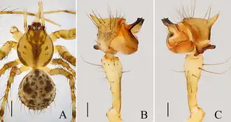 Description de l'image Mimetus bucerus (10.5852.ejt.2019.525) Figure 1.png.