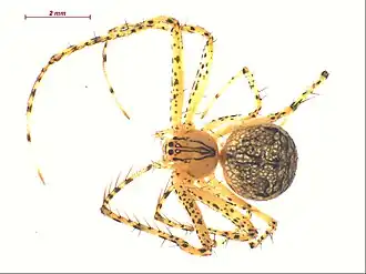 Description de l'image Mimetus hesperus f2.jpg.