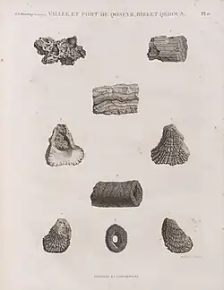 Port de Qoseyr, Birket Qeroun. Fossiles et concrétions